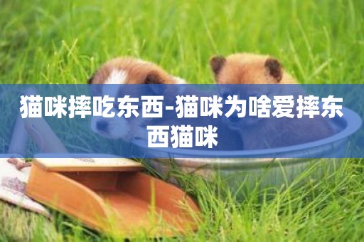 貓咪摔吃東西-貓咪為啥愛摔東西貓咪