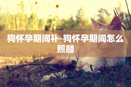 狗懷孕期間補-狗懷孕期間怎么照顧