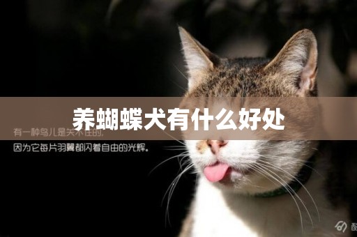 養蝴蝶犬有什么好處