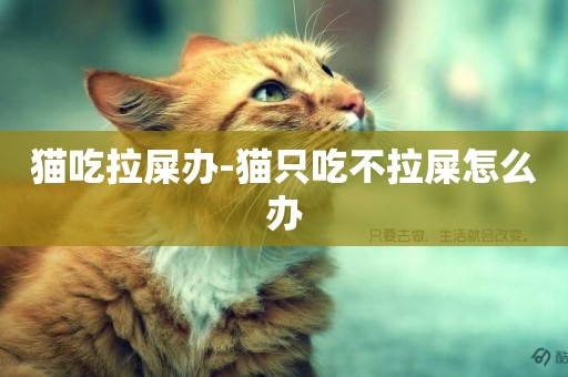 貓吃拉屎辦-貓只吃不拉屎怎么辦