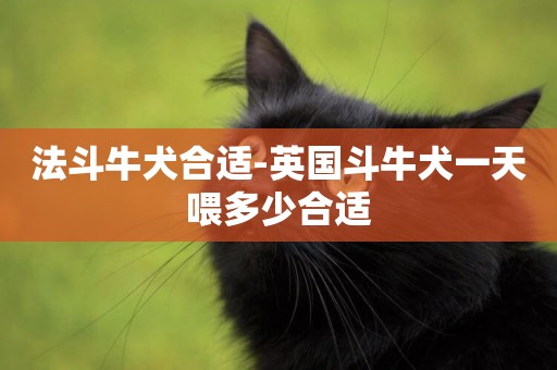 法斗牛犬合適-英國斗牛犬一天喂多少合適