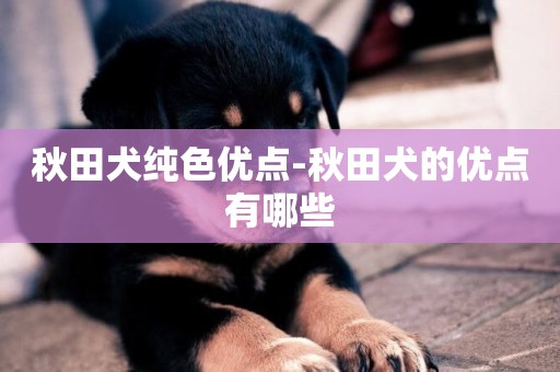 秋田犬純色優點-秋田犬的優點有哪些