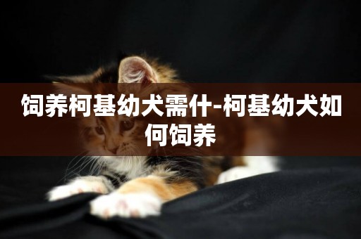 飼養柯基幼犬需什-柯基幼犬如何飼養
