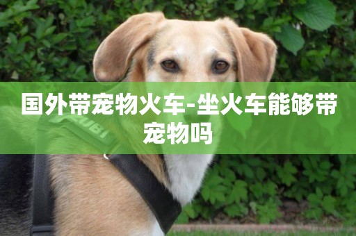 國外帶寵物火車-坐火車能夠帶寵物嗎