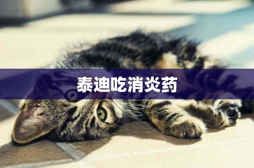 泰迪吃消炎藥