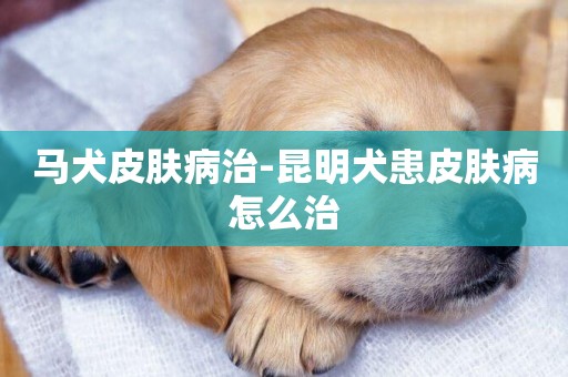馬犬皮膚病治-昆明犬患皮膚病怎么治