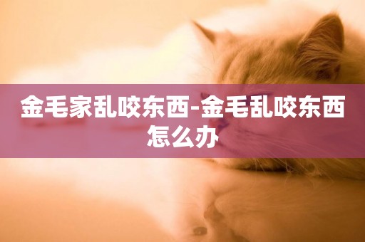 金毛家亂咬東西-金毛亂咬東西怎么辦