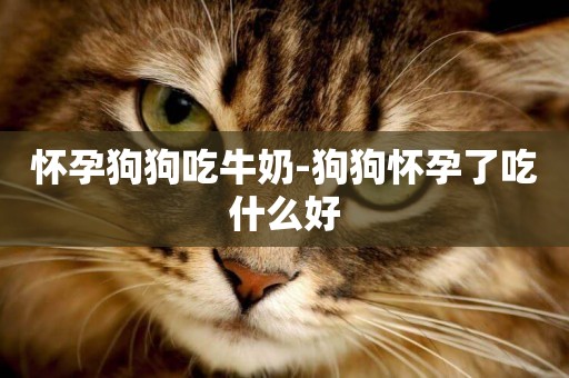 懷孕狗狗吃牛奶-狗狗懷孕了吃什么好