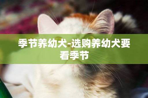 季節養幼犬-選購養幼犬要看季節