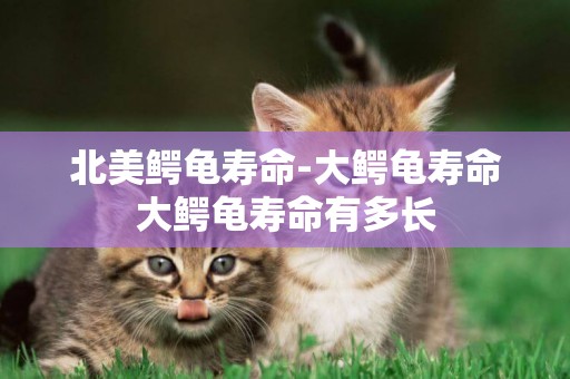 北美鱷龜壽命-大鱷龜壽命大鱷龜壽命有多長