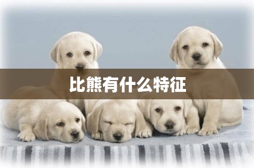比熊有什么特征