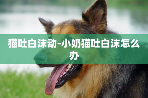 貓吐白沫動-小奶貓吐白沫怎么辦