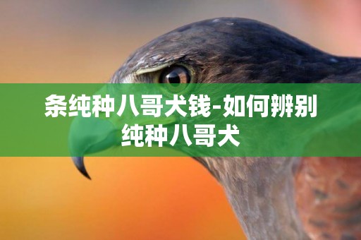 條純種八哥犬錢-如何辨別純種八哥犬