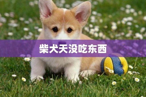 柴犬天沒吃東西