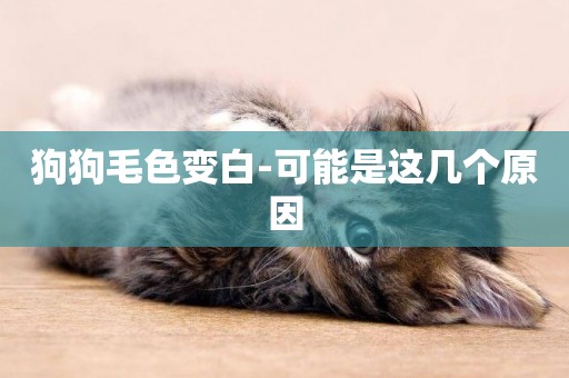 狗狗毛色變白-可能是這幾個原因