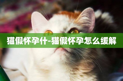 貓假懷孕什-貓假懷孕怎么緩解