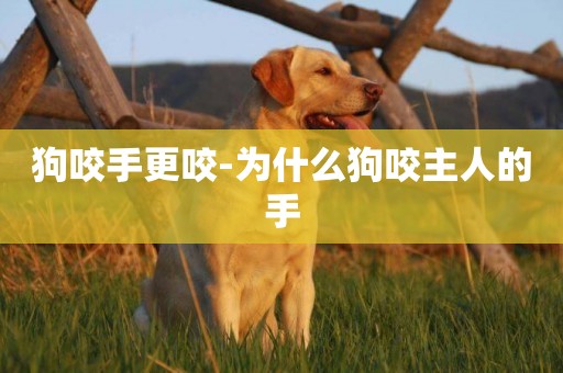 狗咬手更咬-為什么狗咬主人的手