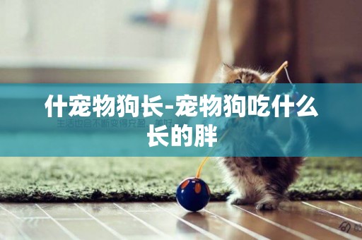 什寵物狗長-寵物狗吃什么長的胖