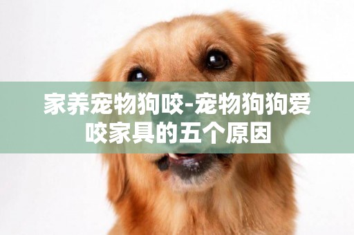 家養寵物狗咬-寵物狗狗愛咬家具的五個原因