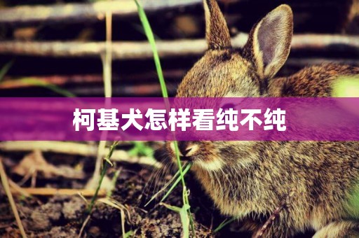 柯基犬怎樣看純不純