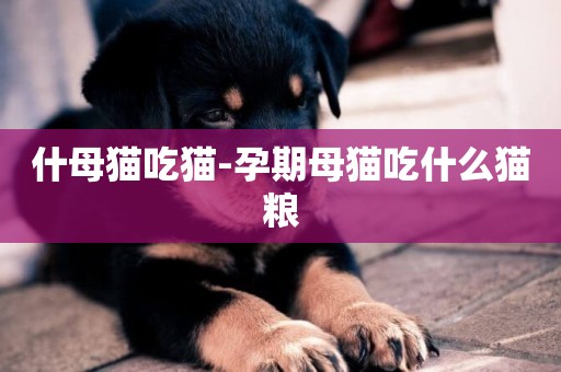 什母貓吃貓-孕期母貓吃什么貓糧