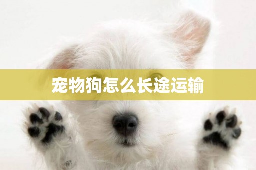 寵物狗怎么長途運輸