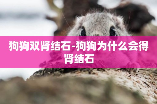 狗狗雙腎結石-狗狗為什么會得腎結石
