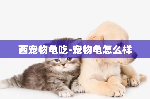 西寵物龜吃-寵物龜怎么樣
