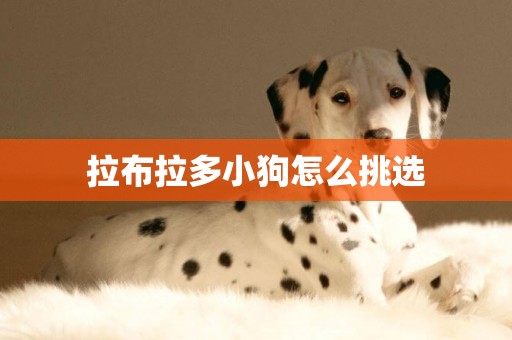 拉布拉多小狗怎么挑選