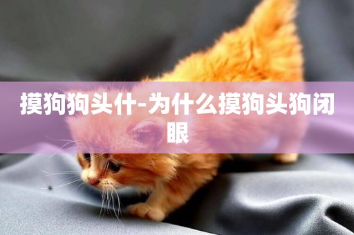 摸狗狗頭什-為什么摸狗頭狗閉眼