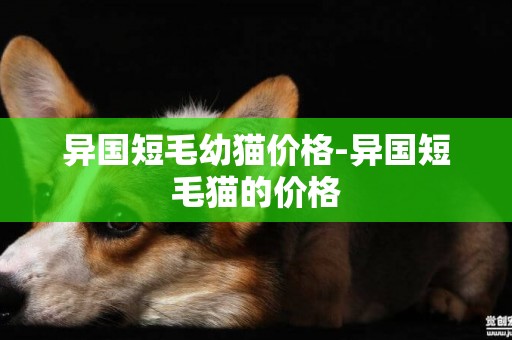 異國短毛幼貓價格-異國短毛貓的價格