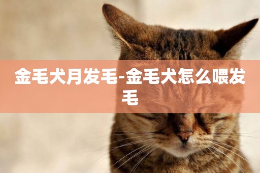 金毛犬月發毛-金毛犬怎么喂發毛