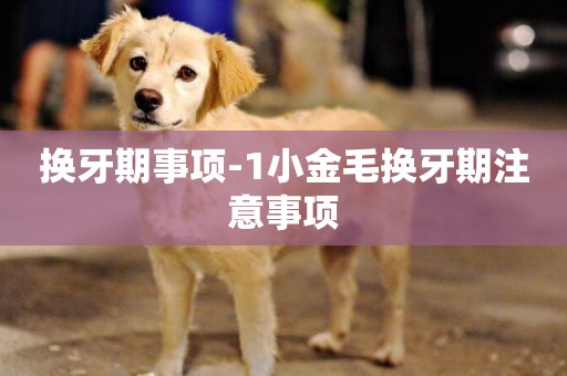 換牙期事項-1小金毛換牙期注意事項