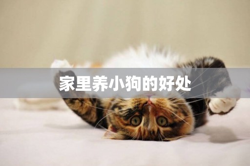 家里養小狗的好處