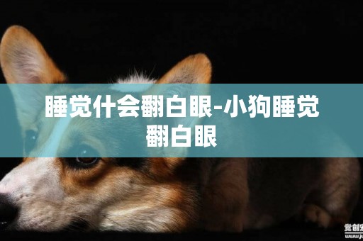 睡覺什會翻白眼-小狗睡覺翻白眼