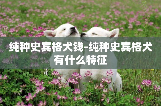 純種史賓格犬錢-純種史賓格犬有什么特征