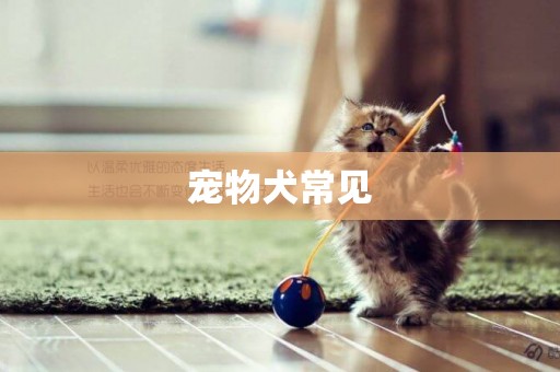 寵物犬常見