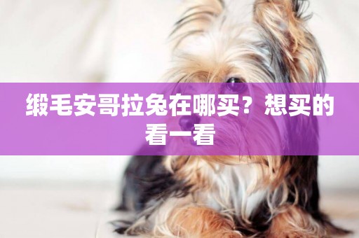 緞毛安哥拉兔在哪買？想買的看一看