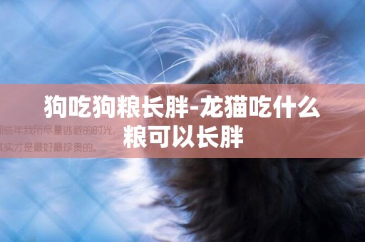 狗吃狗糧長胖-龍貓吃什么糧可以長胖