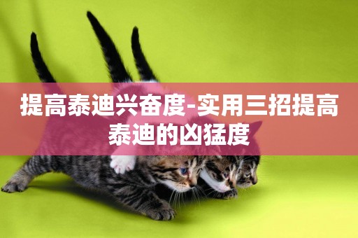 提高泰迪興奮度-實用三招提高泰迪的兇猛度