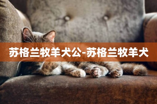 蘇格蘭牧羊犬公-蘇格蘭牧羊犬