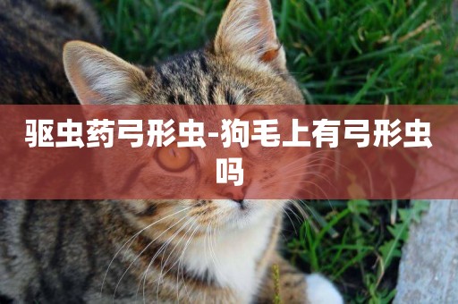 驅蟲藥弓形蟲-狗毛上有弓形蟲嗎