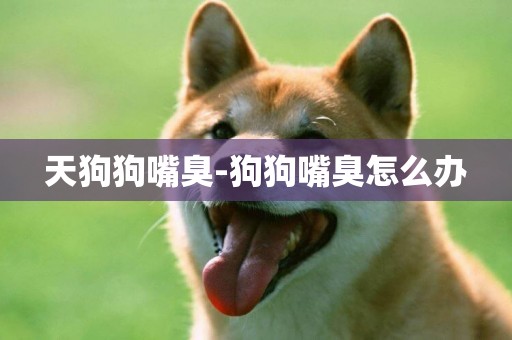 天狗狗嘴臭-狗狗嘴臭怎么辦