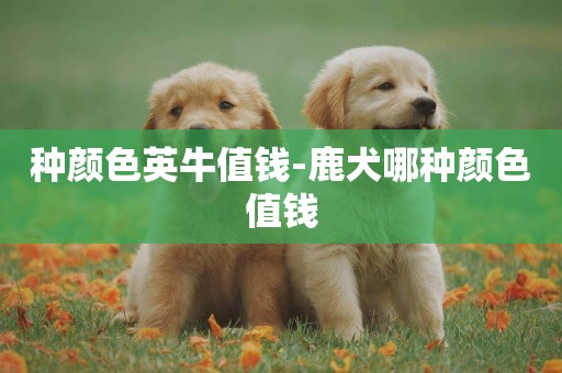 種顏色英牛值錢-鹿犬哪種顏色值錢