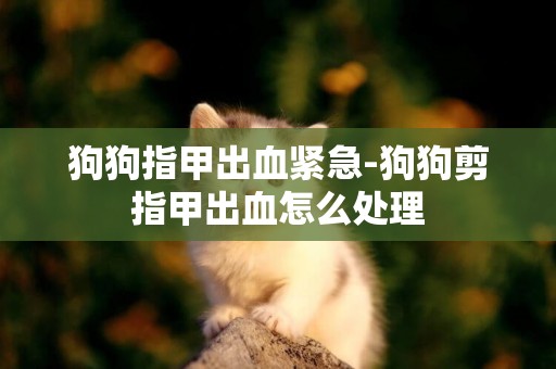 狗狗指甲出血緊急-狗狗剪指甲出血怎么處理