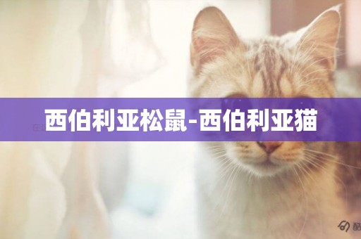 西伯利亞松鼠-西伯利亞貓