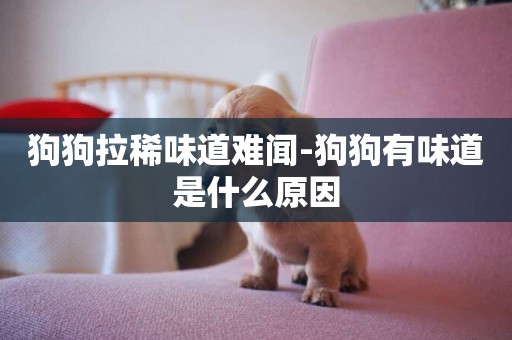 狗狗拉稀味道難聞-狗狗有味道是什么原因