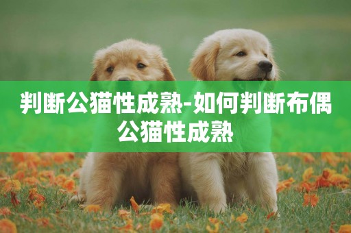 判斷公貓性成熟-如何判斷布偶公貓性成熟