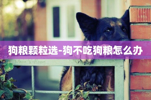 狗糧顆粒選-狗不吃狗糧怎么辦