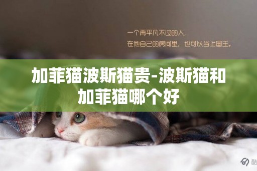 加菲貓波斯貓貴-波斯貓和加菲貓哪個好